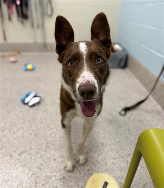 Shelter Stray Male Dog last seen HWY 79, 12155 Park Blvd, Brighton, CO 80601, USA