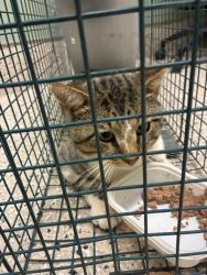Shelter Stray Male Cat last seen WASHINGTON & 1ST, 12155 Park Blvd, Brighton, CO 80601, USA