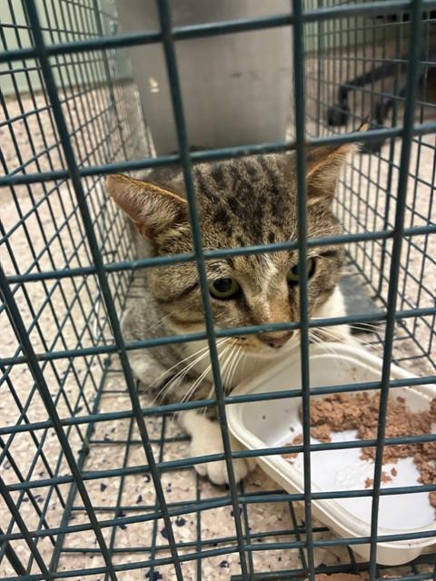 Shelter Stray Male Cat last seen WASHINGTON & 1ST, 12155 Park Blvd, Brighton, CO 80601, USA