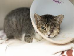 Shelter Stray Female Cat last seen 19TH AVE AND DOBBINS RD, 5501 E Van Buren St, Phoenix, AZ 85008, USA
