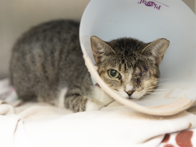 Shelter Stray Female Cat last seen 19TH AVE AND DOBBINS RD, 5501 E Van Buren St, Phoenix, AZ 85008, USA