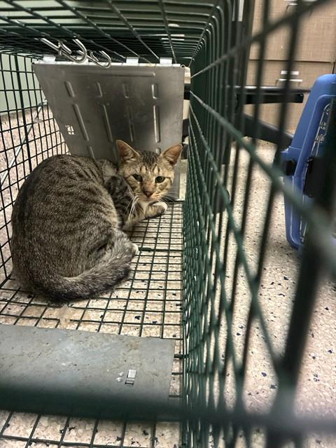 Shelter Stray Male Cat last seen LILAC & COUNTY RD 7, 12155 Park Blvd, Brighton, CO 80601, USA