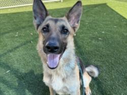 Shelter Stray Female Dog last seen , 3201 Lacy St, Los Angeles, CA 90031, USA