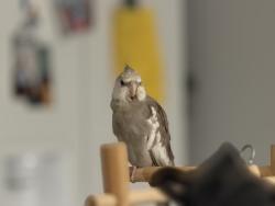 Lost Male Bird last seen Sandpiper st, Apopka, FL 32712
