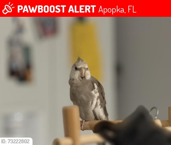 Lost Male Bird last seen Sandpiper st, Apopka, FL 32712