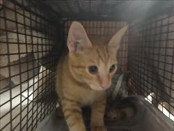 Shelter Stray Male Cat last seen , 14409 Vanowen St, Van Nuys, CA 91405, USA