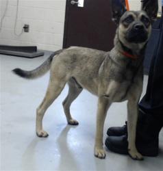 Shelter Stray Male Dog last seen Near CELEBRATION DR, HOPE MILLS NC 28348, 4704 Corporation Dr, Fayetteville, NC 28306, USA