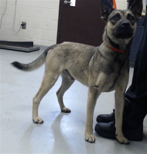 Shelter Stray Male Dog last seen Near CELEBRATION DR, HOPE MILLS NC 28348, 4704 Corporation Dr, Fayetteville, NC 28306, USA