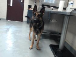 Shelter Stray Male Dog last seen Near SKIBO RD, FAYETTEVILLE NC 28303, 4704 Corporation Dr, Fayetteville, NC 28306, USA