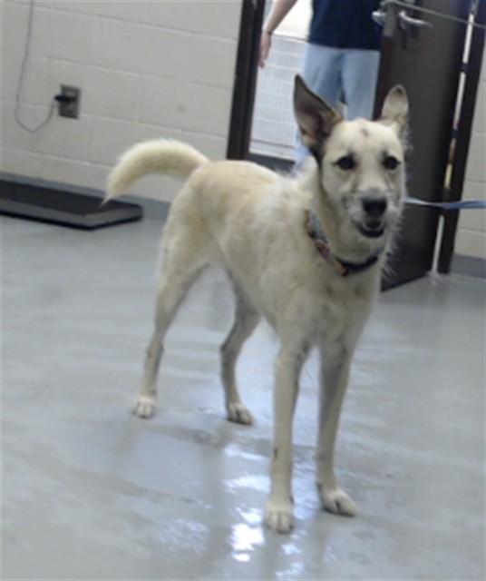 Shelter Stray Female Dog last seen Near SEAFORD DR, FAYETTEVILLE NC 28314, 4704 Corporation Dr, Fayetteville, NC 28306, USA