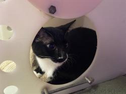 Shelter Stray Female Cat last seen Near BLOCK N 6TH, 3839 W Burnham St, West Milwaukee, WI 53215, USA