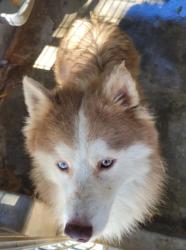 Shelter Stray Male Dog last seen , 1850 W 60th St, Los Angeles, CA 90047, USA