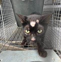 Shelter Stray Female Cat last seen , 4710 TX-151, San Antonio, TX 78227, USA