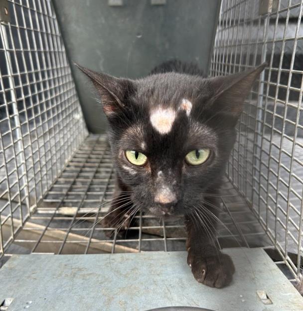 Shelter Stray Female Cat last seen , 4710 TX-151, San Antonio, TX 78227, USA