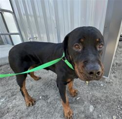 Shelter Stray Male Dog last seen BASELINE/ACACIA, 333 Chandler Pl, San Bernardino, CA 92408, USA