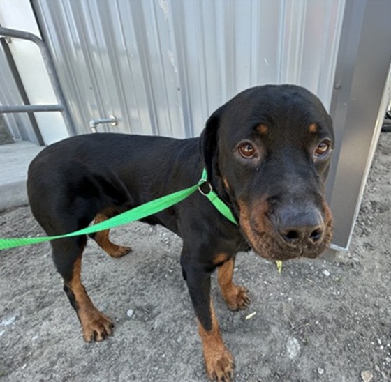 Shelter Stray Male Dog last seen BASELINE/ACACIA, 333 Chandler Pl, San Bernardino, CA 92408, USA