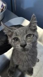 Shelter Stray Male Cat last seen 23RD ST AND I ST, 333 Chandler Pl, San Bernardino, CA 92408, USA