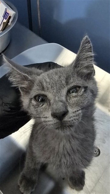 Shelter Stray Male Cat last seen 23RD ST AND I ST, 333 Chandler Pl, San Bernardino, CA 92408, USA