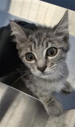 Shelter Stray Male Cat last seen 23RD ST AND I ST, 333 Chandler Pl, San Bernardino, CA 92408, USA