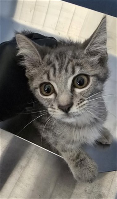 Shelter Stray Male Cat last seen 23RD ST AND I ST, 333 Chandler Pl, San Bernardino, CA 92408, USA