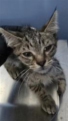 Shelter Stray Male Cat last seen 23RD ST AND I ST, 333 Chandler Pl, San Bernardino, CA 92408, USA