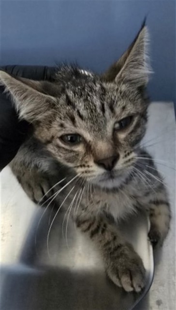 Shelter Stray Male Cat last seen 23RD ST AND I ST, 333 Chandler Pl, San Bernardino, CA 92408, USA