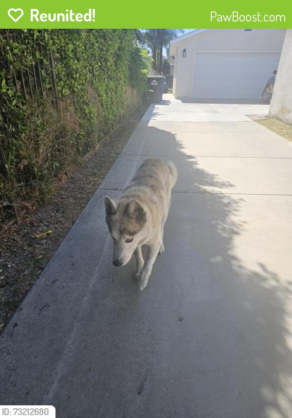 Reunited Male Dog last seen Elizabeth Ave, South Gate, CA, USA, South Gate, CA 90280
