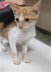 Shelter Stray Male Cat last seen WEMBLEY PL, OVIEDO FL, 232 Eslinger Way, Sanford, FL 32773, USA