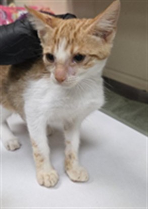 Shelter Stray Male Cat last seen WEMBLEY PL, OVIEDO FL, 232 Eslinger Way, Sanford, FL 32773, USA