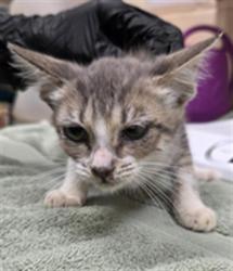 Shelter Stray Female Cat last seen WEMBLEY PL, OVIEDO FL, 232 Eslinger Way, Sanford, FL 32773, USA