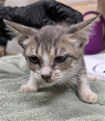 Shelter Stray Female Cat last seen WEMBLEY PL, OVIEDO FL, 232 Eslinger Way, Sanford, FL 32773, USA