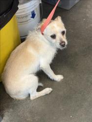 Shelter Stray Male Dog last seen , West Valley Animal Shelter, 20655 Plummer St, Chatsworth, CA 91311, USA
