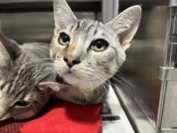 Shelter Stray Male Cat last seen , West Valley Animal Shelter, 20655 Plummer St, Chatsworth, CA 91311, USA