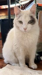 Shelter Stray Female Cat last seen Near BLOCK CHESTNUT AVE, LONG BEACH CA, 7700 E Spring St, Long Beach, CA 90815, USA