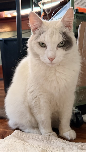 Shelter Stray Female Cat last seen Near BLOCK CHESTNUT AVE, LONG BEACH CA, 7700 E Spring St, Long Beach, CA 90815, USA