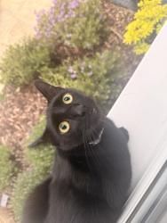 Lost Male Cat last seen Near larch drive, Central Bedfordshire, England MK45 3SJ