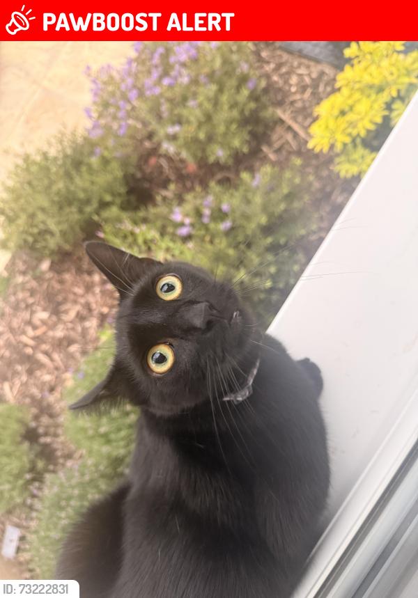 Lost Male Cat last seen Near larch drive, Central Bedfordshire, England MK45 3SJ
