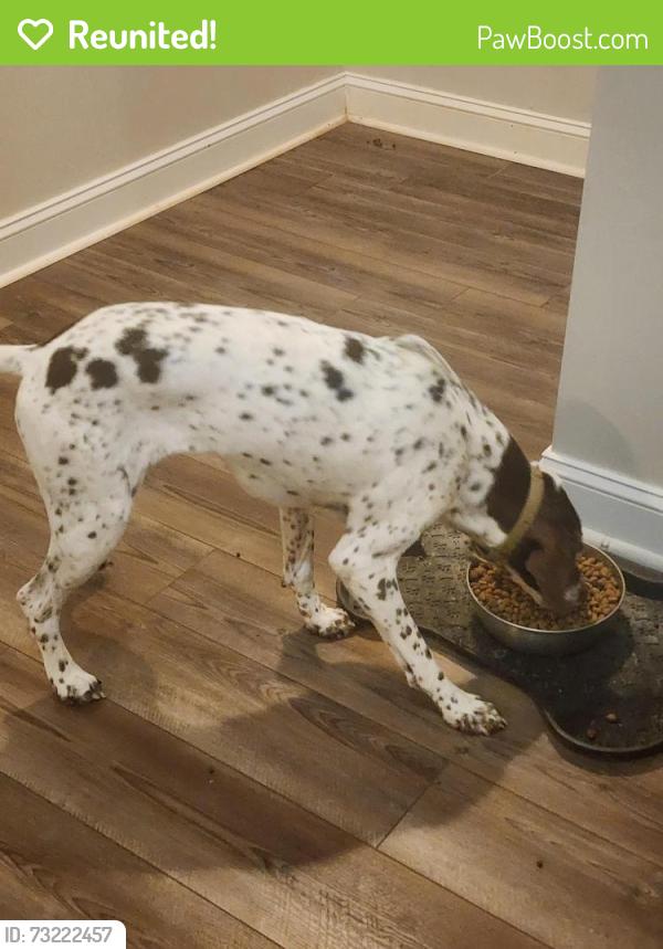 Reunited Female Dog last seen Lismore St and Adare Dr, Clemmons, NC 27012