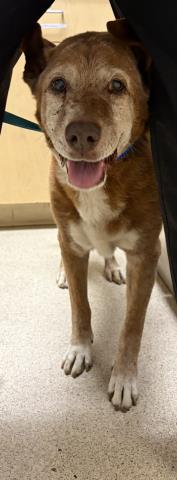 Shelter Stray Male Dog last seen Near BLOCK BROCKTON AVE, RIVERSIDE, CA, 6851 Van Buren Boulevard, Jurupa Valley, CA 92509, USA