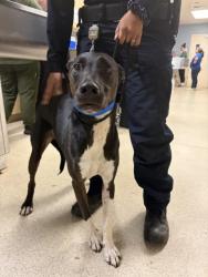 Shelter Stray Male Dog last seen Near BLOCK MAGNOLIA AVE, RIVERSIDE, CA, 6851 Van Buren Boulevard, Jurupa Valley, CA 92509, USA