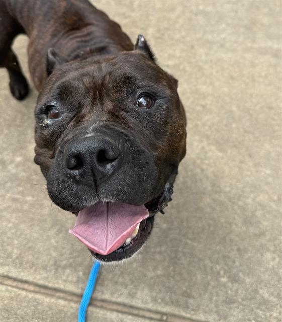 Shelter Stray Female Dog last seen CHARLOTTE, 8315 Byrum Dr, Charlotte, NC 28217, USA