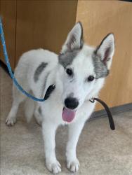 Shelter Stray Male Dog last seen , 957 N Gaffey St, San Pedro, CA 90731, USA