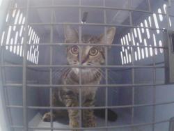 Shelter Stray Female Cat last seen CHARLOTTE, 8315 Byrum Dr, Charlotte, NC 28217, USA