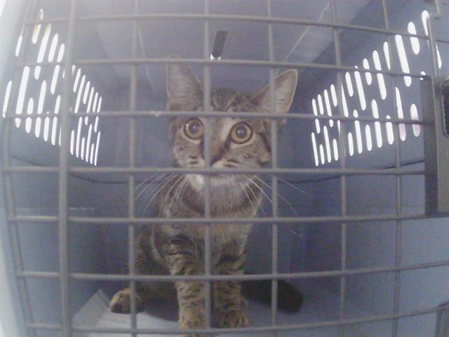 Shelter Stray Female Cat last seen CHARLOTTE, 8315 Byrum Dr, Charlotte, NC 28217, USA
