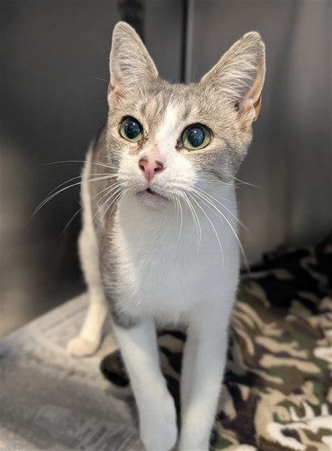 Shelter Stray Female Cat last seen Near BLOCK CENTRAL AVE, NUEVO CA 92567, 581 S Grand Ave, San Jacinto, CA 92582, USA