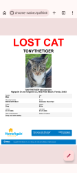 Lost Male Cat last seen Tangerine Lane, West Palm Beach, FL 33403