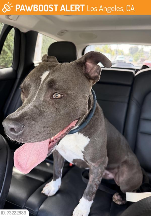Found/Stray Male Dog last seen Windward and Stewart, Los Angeles, CA 90066