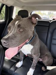 Found/Stray Male Dog last seen Windward and Stewart, Los Angeles, CA 90066