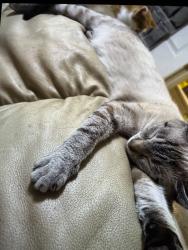 Lost Female Cat last seen 61–199 Carly DrMontevallo, AL 35115United States, Montevallo, AL 35115