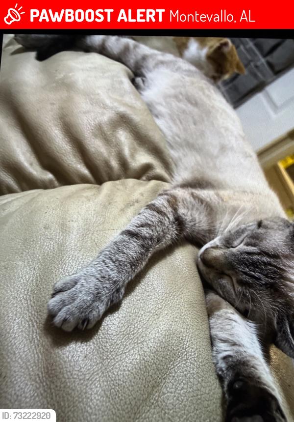 Lost Female Cat last seen 61–199 Carly DrMontevallo, AL 35115United States, Montevallo, AL 35115